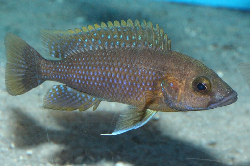 Trematochromis benthicola